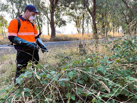 2024-2025 Roadside Weed and Pest Program.jpg